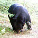 Hayward Area Guide Service :: A very nice bear checking out the bait