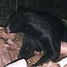 Hayward Area Guide Service :: Trail Cam - Nice Bear!